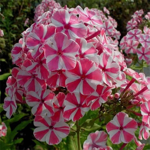 Bulbi Phlox - Pink Windmill - 2 Bucăți