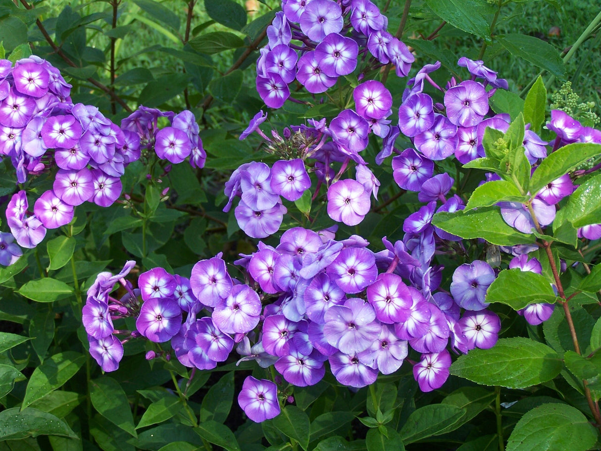 Bulbi de Phlox "Laura I" (Brumarele), 1 Bucata