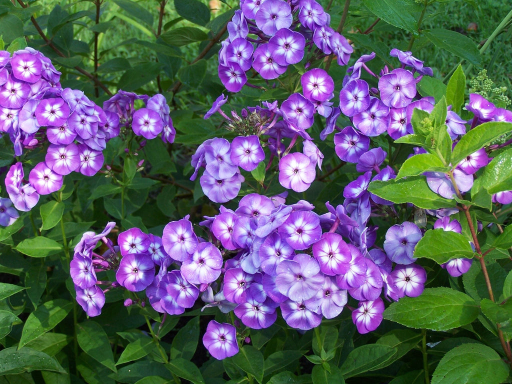Bulbi Phlox - Laura I - Brumarele - 2 Bucăți
