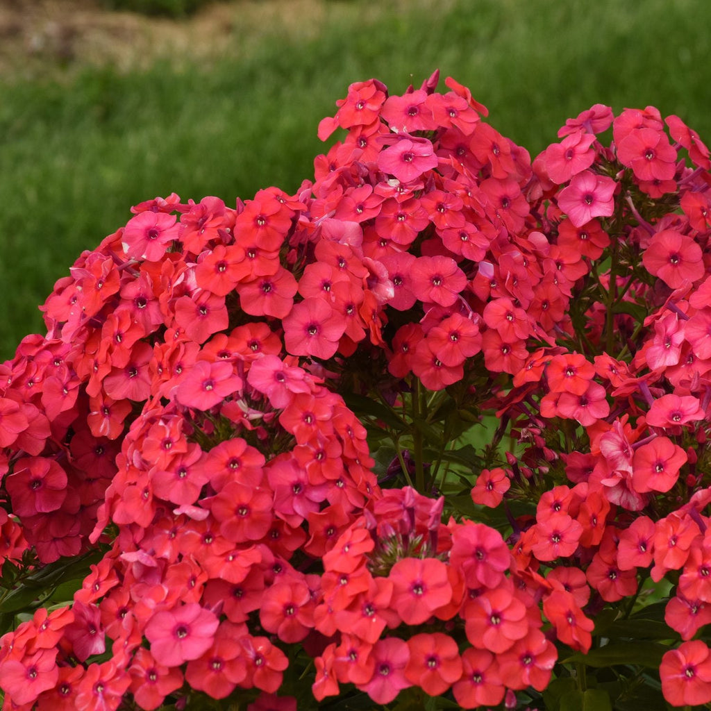 Bulbi Phlox - Paniculata - Rosu - 2 Bucăți