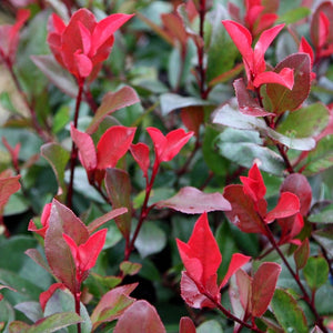 Photinia Fraseri Red Robin Tip Copac, la Ghiveci de 35L, 160 cm, 1 Bucata