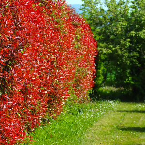 Photinia 'Red Robin' , 50 cm