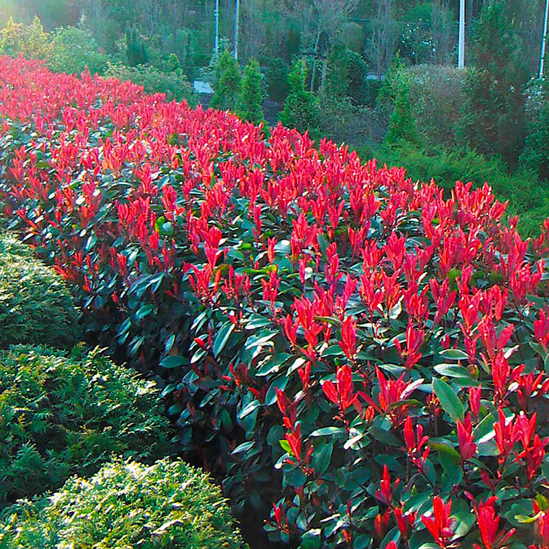 Photinia 'Red Robin' , 50 cm