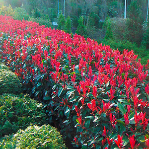 Photinia 'Red Robin' , 50 cm