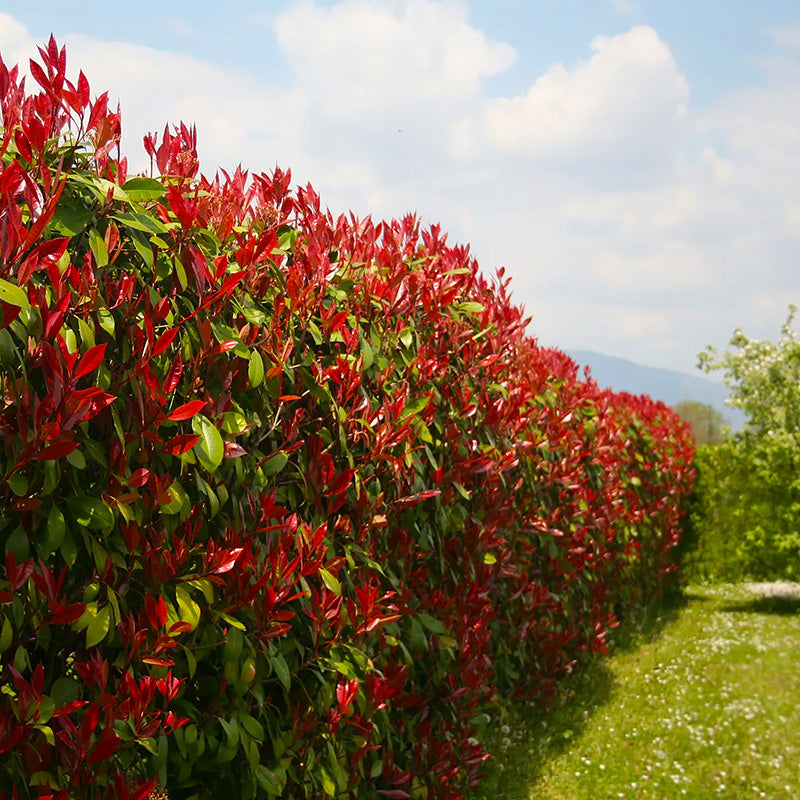 Photinia 'Red Robin' , 50 cm