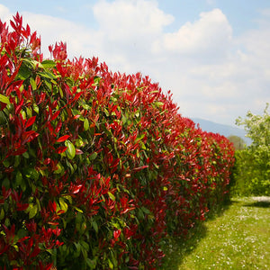 Photinia 'Red Robin' , 50 cm