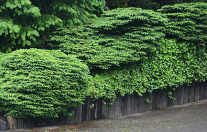 Molid de Cuib Picea Abies Nidiformis,1 Bucata