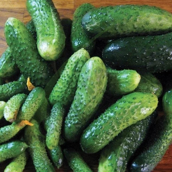 Semințe de Castraveți "Piccolo di Parigi", 3gr