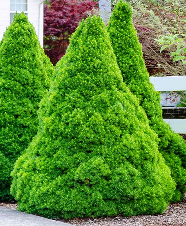 Molid Picea Glauca Conica la Ghiveci de 6 litri, 1 Bucata