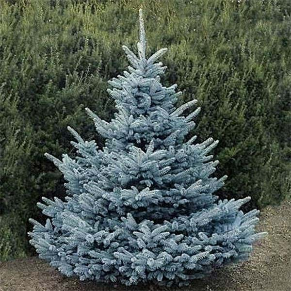 Picea Glauca Sbs la Ghiveci de 10 litri, 1 Bucata