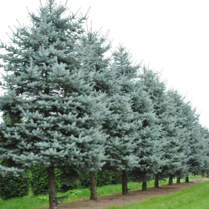 Picea Pungens Sbs la Ghiveci de 3 litri, 1 Bucata