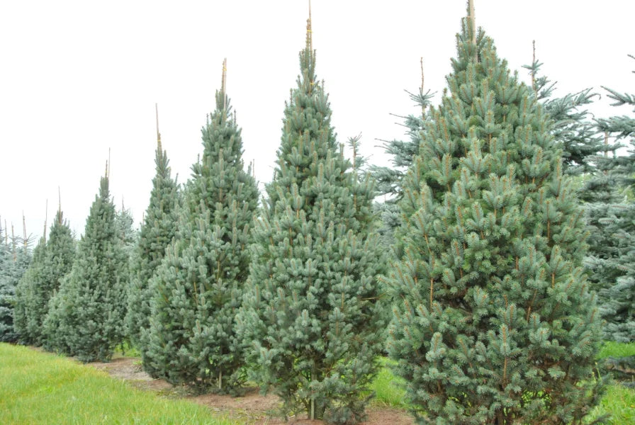 Picea Pungens Iseli Fastigiate, la Ghiveci de 6 litri, 1 Bucata