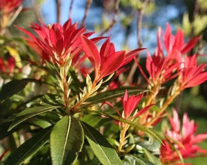 Pieris Japonica la Ghiveci de 3 litri, 1 Bucata