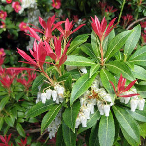 Pieris Japonica la Ghiveci de 3 litri, 1 Bucata