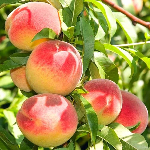 Piersic - Champion - Anul 3