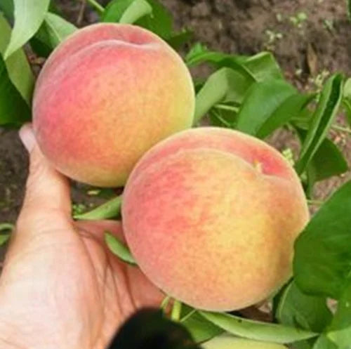 Piersic - Alex - Anul 3