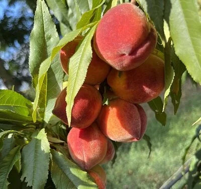 Piersic - Flacăra - Anul 3