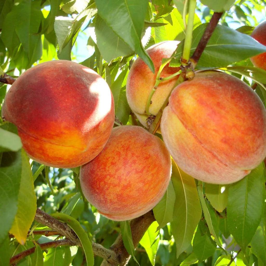 Piersic - Alex - Anul 3