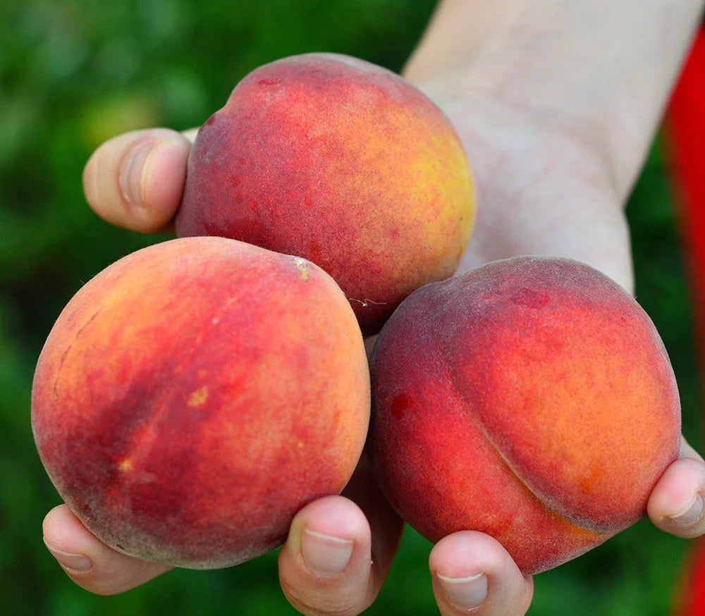 Piersic - Redhaven - Anul 3