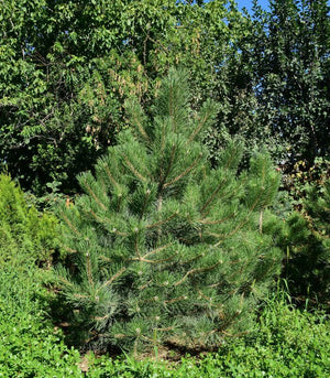 Pin Negru Austriac "Pinus Nigra Austriaca ", la Ghiveci de 230L, 300/350 cm