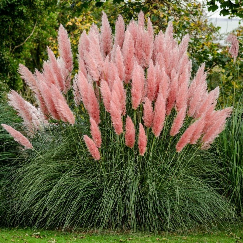 Iarba de Pampas "Cortaderia Pampas", Roz, la Ghiveci de 3L, 1 Bucata