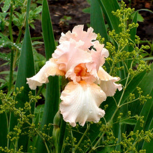 Bulbi de Iris Germanica "Pink Tafette", 1 Bucata