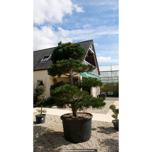 Pin Negru Austriac "Pinus Nigra Austriaca Bonsai ", la Ghiveci de 230L, 200 cm