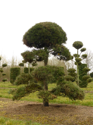 Pin Negru Austriac "Pinus Nigra Austriaca Bonsai ", la Ghiveci de 230L, 200 cm