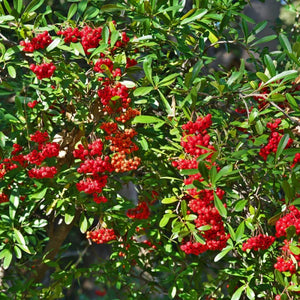 Pyracanta Rosie la Ghiveci, 1 Bucata