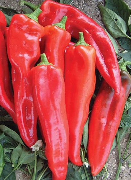 Semințe de Ardei Lung Hibrid "Piton", 2g