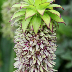 Eucomis Bicolor, 60cm, la Ghiveci de 3L, 1 Bucata