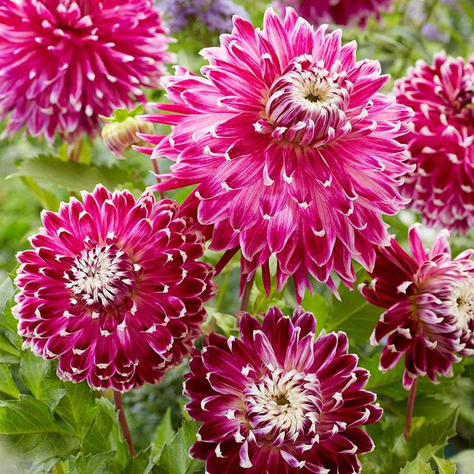 pl2000002179_dcf473c0-2923-4b91-b2b7-31bb618bfccb - Fitza Florilor
