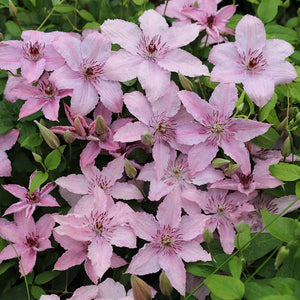 Clematis "Hagley Hybrid" la Ghiveci, 1 Bucata