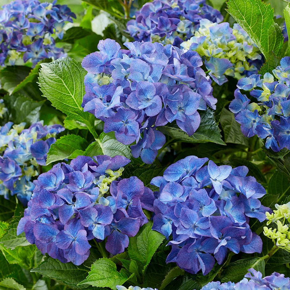 Hortensia "Hydrangea Macrophylla Blue", la Ghiveci de 10L, 60-80 cm, 1 Bucata