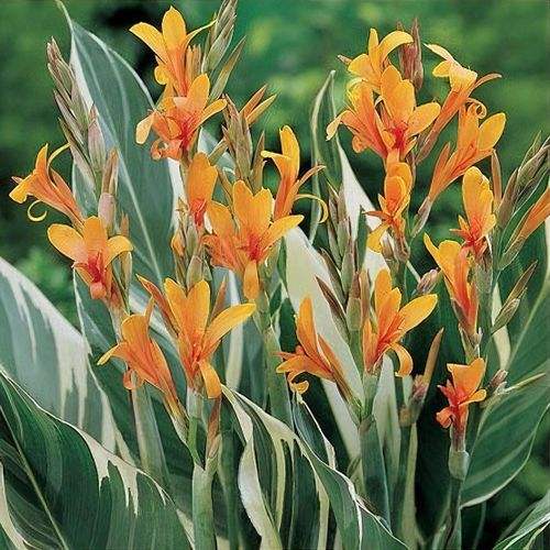 plant_24844_shoot_20180214220459_44310d81-53ce-4da7-8518-c27b3d33eee8 - Fitza Florilor