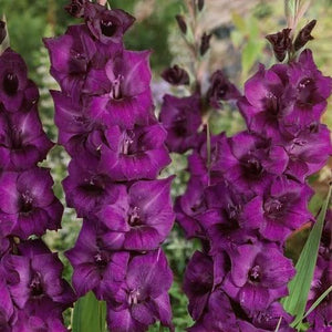 Bulbi de Gladiole "Mombasa", 7 Bucati