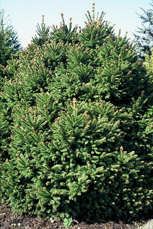 Molid  Picea Abies Ohlendorffii, 1 Bucata