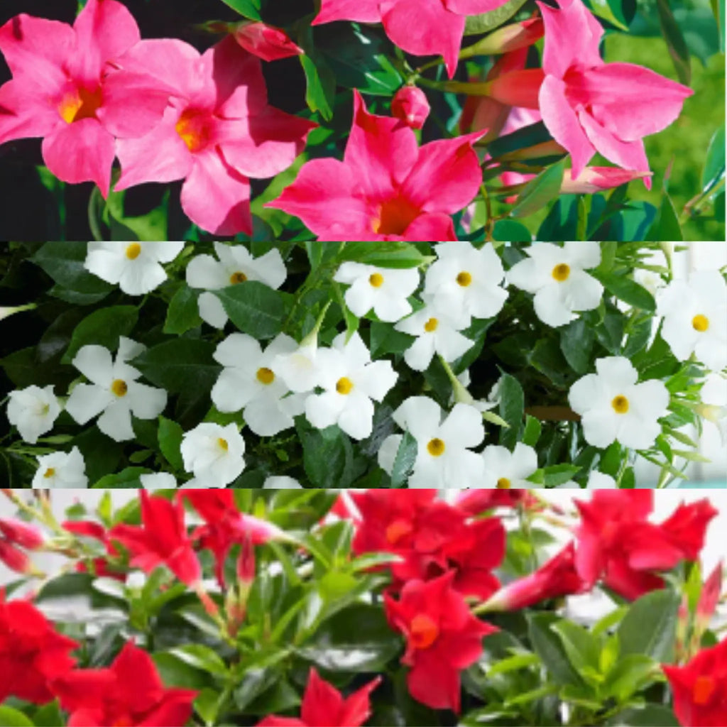 plante curgatoare dipladenia