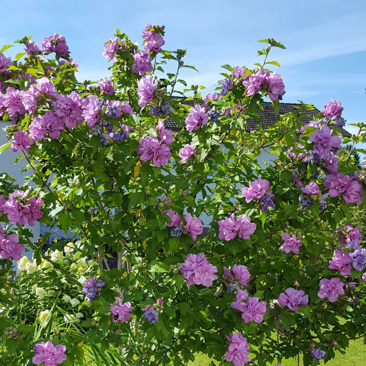 plante ornamentale1001