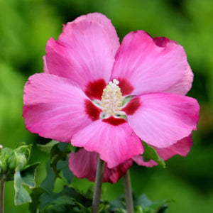plante ornamentale1005