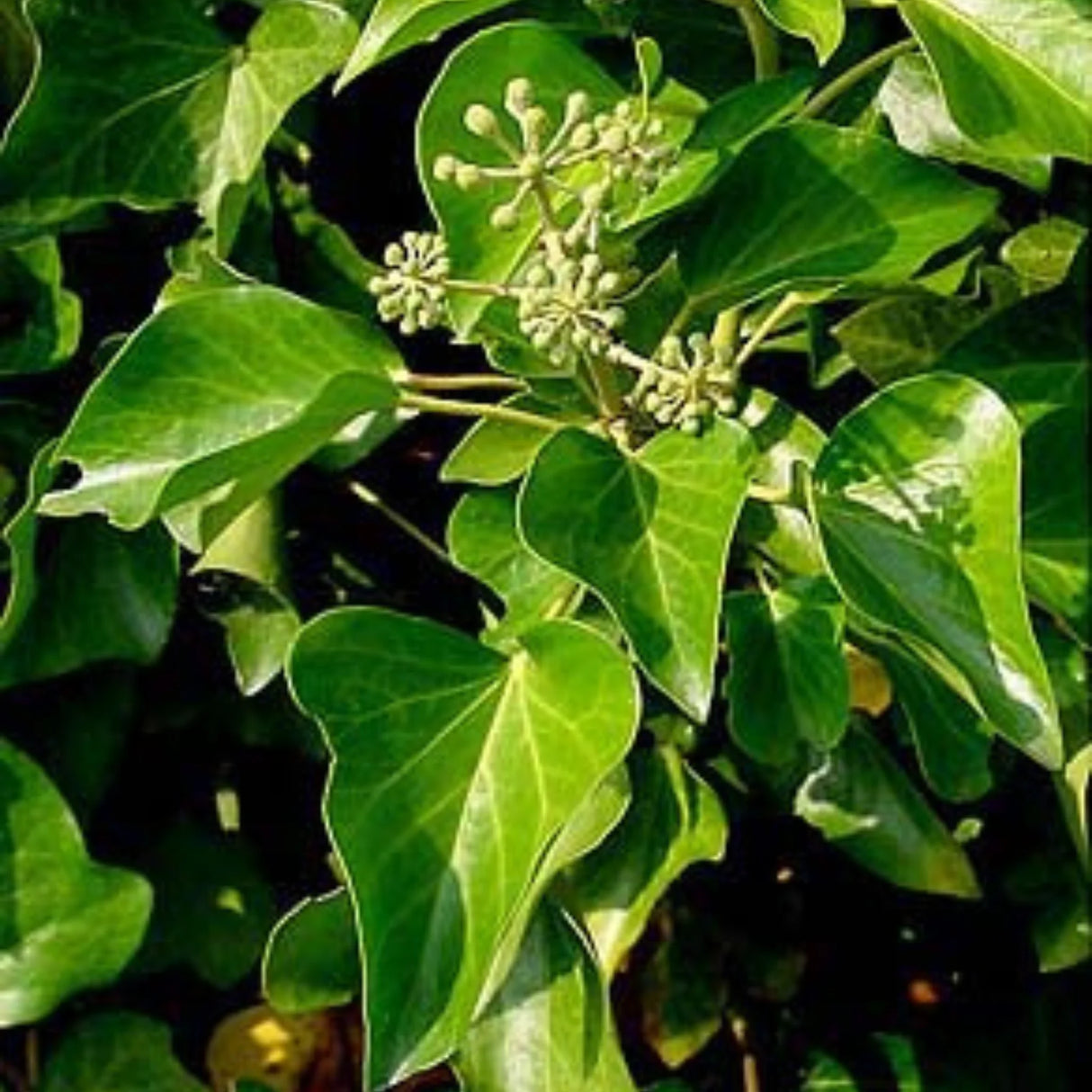 plante ornamentale1011