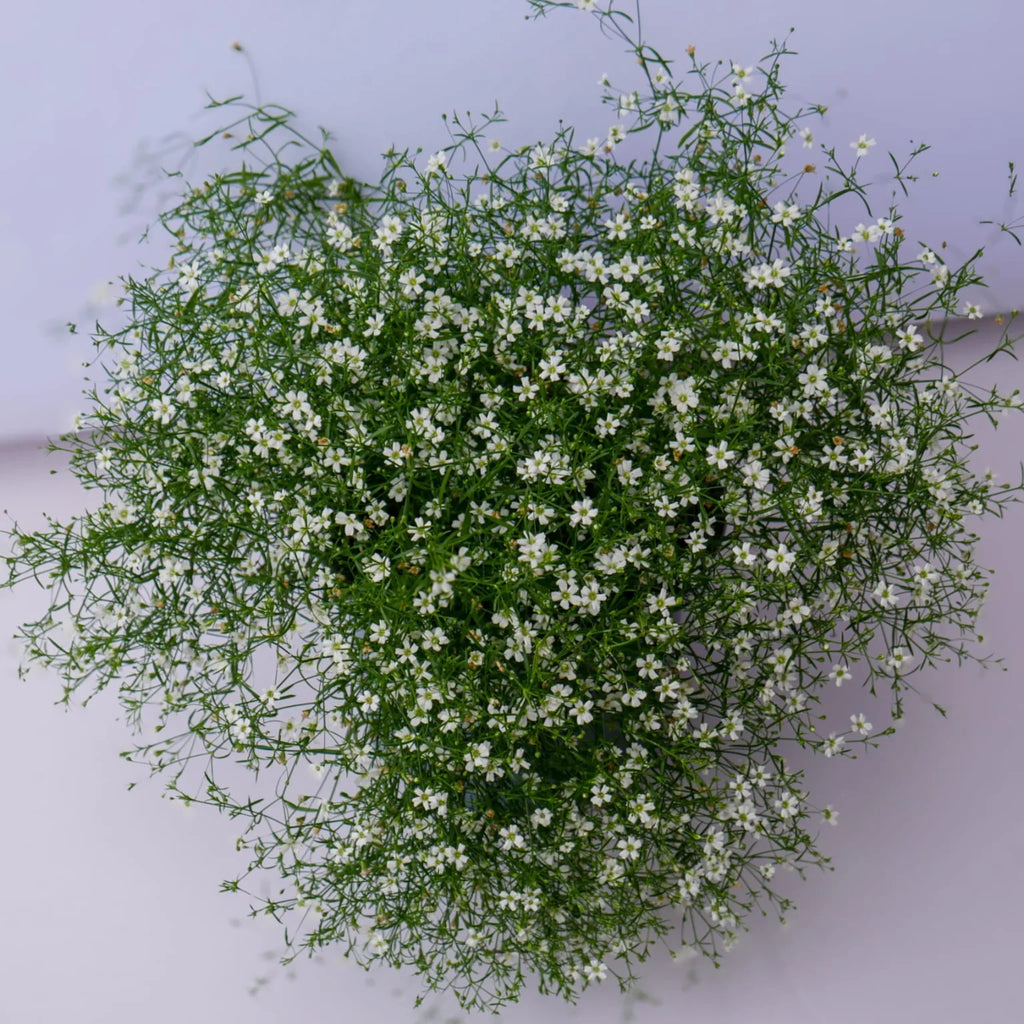 plante ornamentale1017