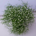 plante ornamentale1017