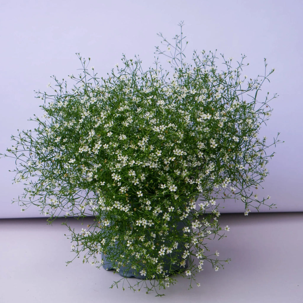 plante ornamentale1019