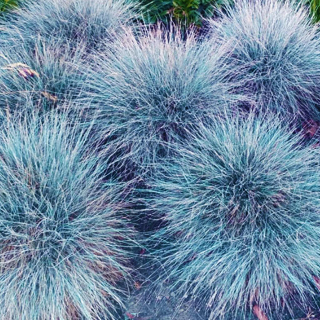 plante ornamentale1023