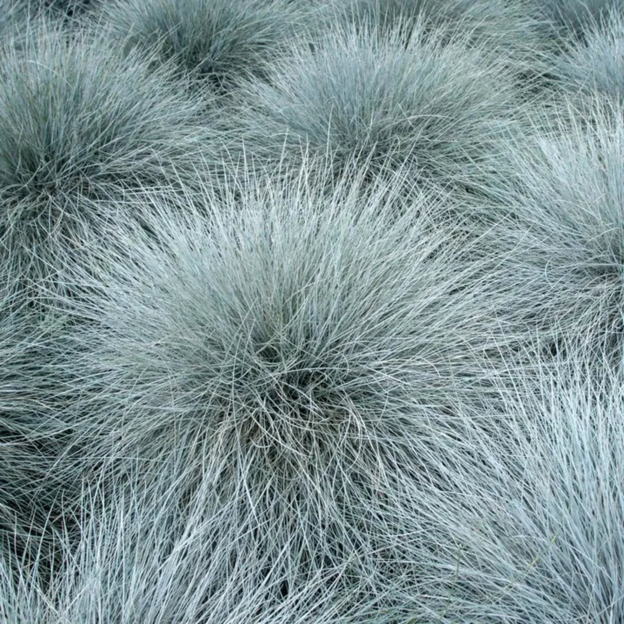 plante ornamentale1025