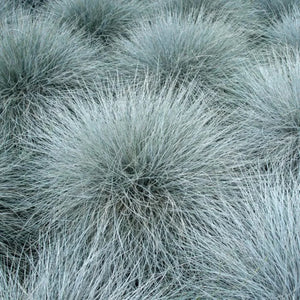 plante ornamentale1025