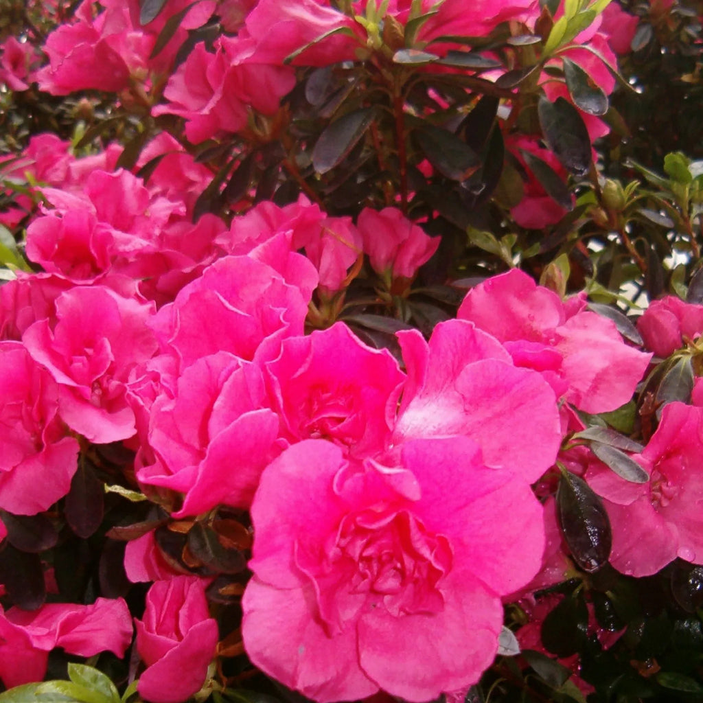 plante ornamentale1031