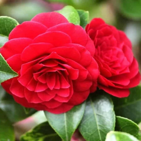 plante ornamentale1065