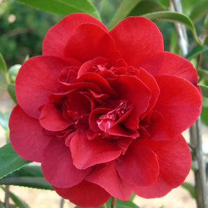 plante ornamentale1066